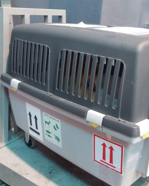 SEVİMLİ LORD POM PON'U AİLESİNE KAVUŞTURDUK.